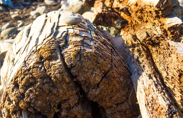 driftwood, washed up by the sea on a pebble beach