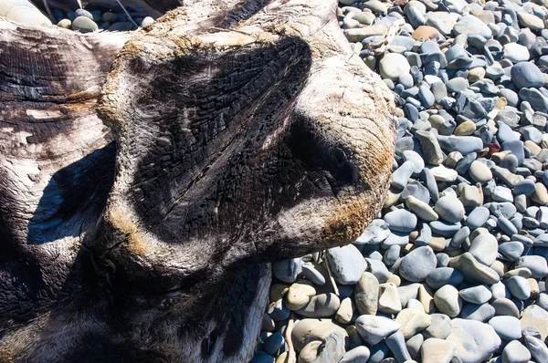 driftwood, washed up by the sea on a pebble beach