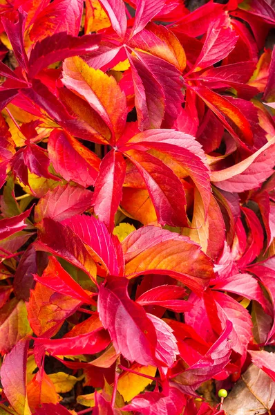 planta Coleus — Foto de stock © TANANTORNANUTRA #85059728