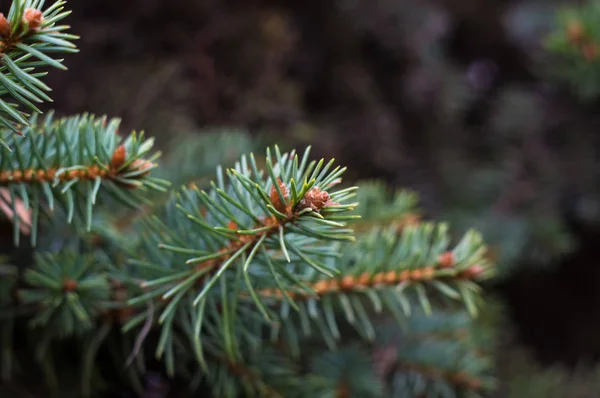 Green fluffy fir tree branch close up