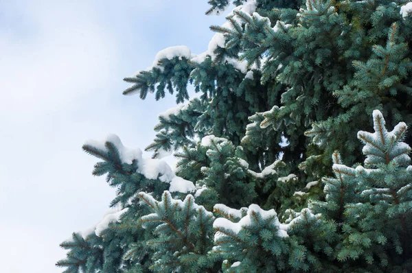 Green fluffy fir tree branch in the snow