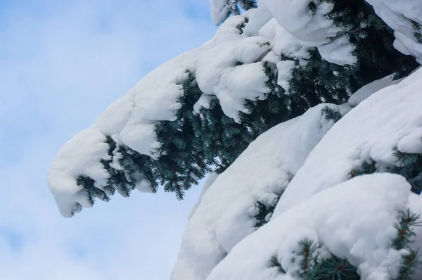 Green fluffy fir tree branch in the snow