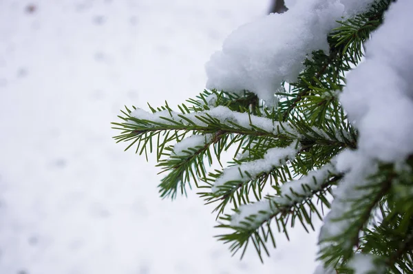 Green fluffy fir tree branch in the snow