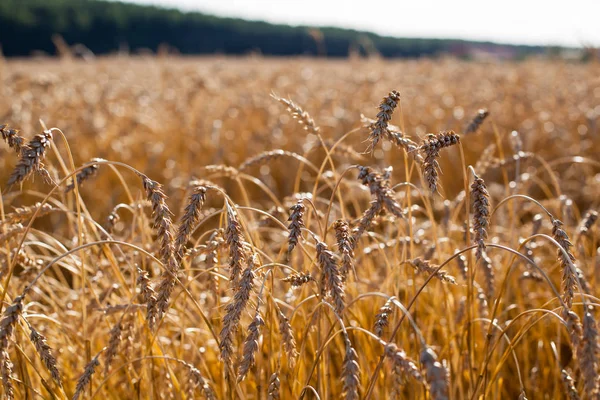 Campo de trigo dourado e dia ensolarado — Fotografia de Stock