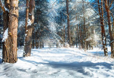 Bir çam ormanı içinde soğuk gün