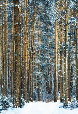 Çam ormanında bir sabah