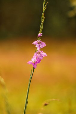Tarlada yalnız bir çiçek