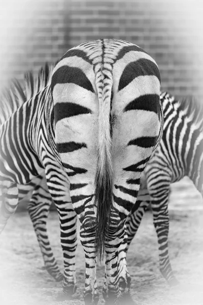 Закрыть зебры в черно-белом стиле — стоковое фото
