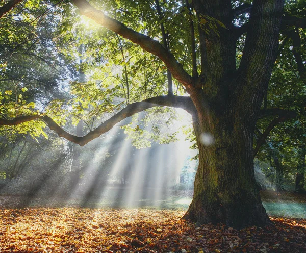 Solitary ancient oak with awesome sunbeams — Stock Photo, Image