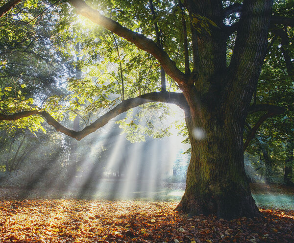 Solitary ancient oak with awesome sunbeams