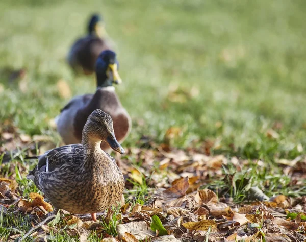 Trois canards colverts mâles sur l'herbe — Photo