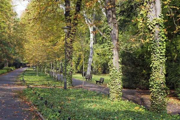 Callejón de otoño en el parque —  Fotos de Stock
