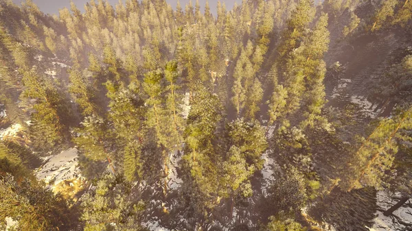 Vue aérienne d'une forêt nord-américaine à l'automne 3d rendu — Photo