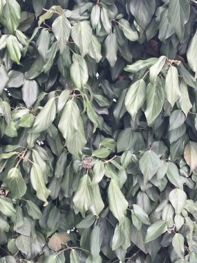 Duvar arka plan üzerinde yıpranmış yapraklar