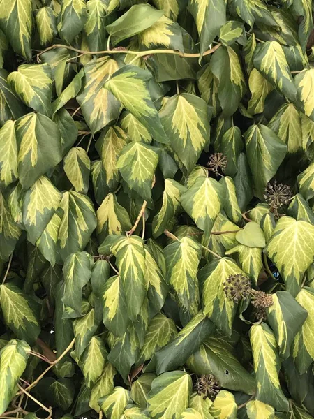 Weathered leaves on the wall background — Stock Photo, Image