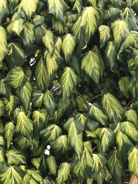 풍 화 잎 벽 배경 — 스톡 사진