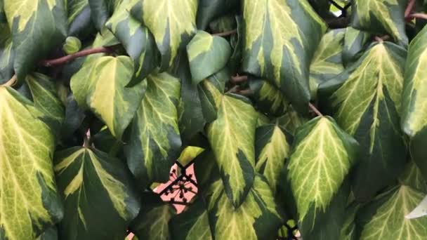 Gröna blad på väggen bakgrunden — Stockvideo