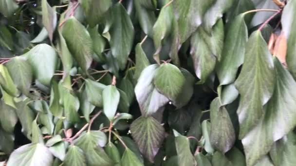 Green leaves on the wall background — Stock Video