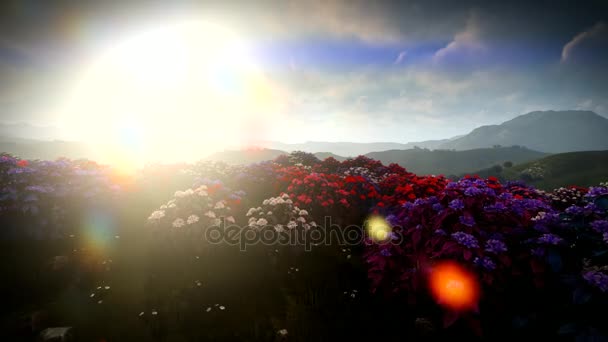 Grasveld met glooiende heuvels en wilde bloemen in Ierland — Stockvideo