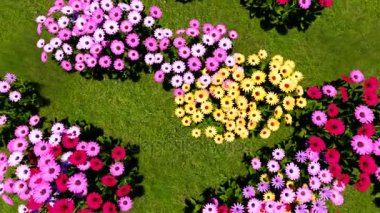 Afrika papatyalar sallayarak ve bir esinti üzerinde titreyen