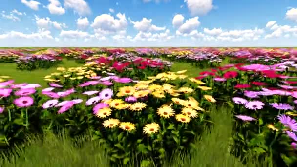 African Daisies shaking and quivering on a breeze — Stock Video