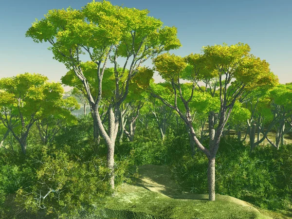 Bush trees in Australia 3d rendering — Stock Photo, Image