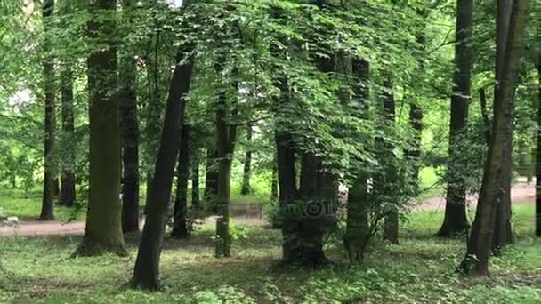 Frau auf Fahrrad unterwegs — Stockvideo