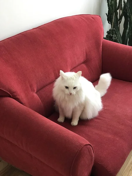 Gato bonito sentado no sofá — Fotografia de Stock