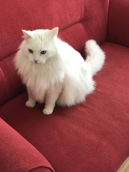 Piękny kot siedzi na kanapie — Zdjęcie stockowe
