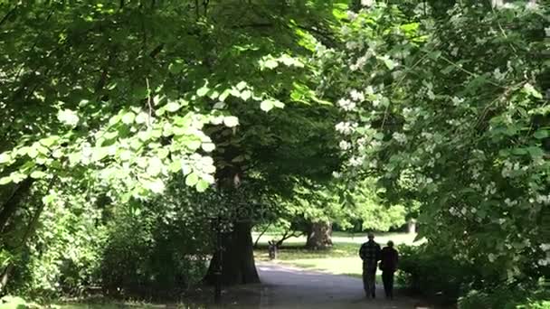 Senior paar genieten van wandelen in de zomer Park — Stockvideo