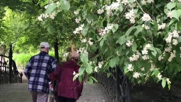 Senior para cieszyć spacery w parku lato — Wideo stockowe