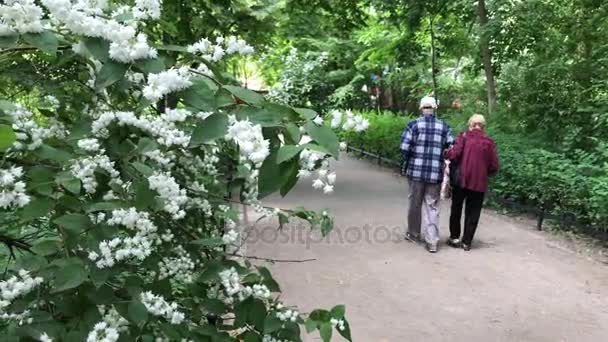 Старшая пара наслаждается прогулкой в летнем парке — стоковое видео