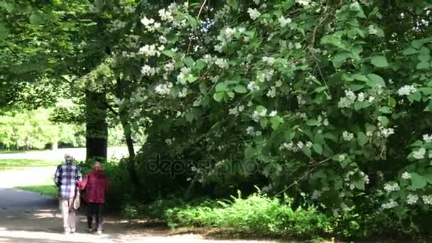 Ανώτερος ζευγάρι που απολαμβάνουν το περπάτημα στο πάρκο καλοκαίρι — Αρχείο Βίντεο
