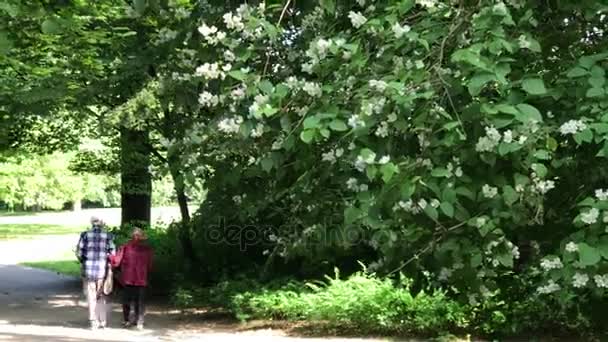 Pareja mayor disfrutando paseando en el parque de verano — Vídeo de stock