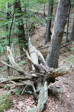 Güney Batı Polonya ilkel orman