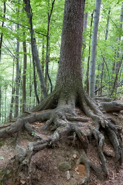 Urwald im Südwestpolen — Stockfoto