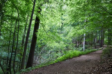 Güney Batı Polonya ilkel orman