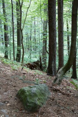 Güney Batı Polonya ilkel orman