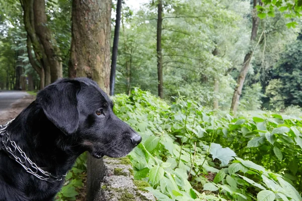 Lindo perro negro en el bosque — Foto de Stock