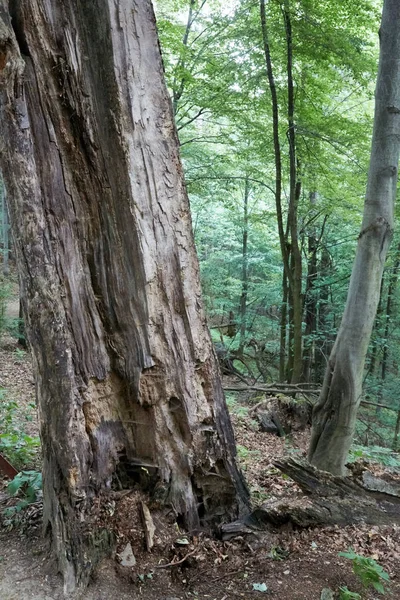 Αρχέγονο δάσος στην νότια Δυτική Πολωνία — Φωτογραφία Αρχείου