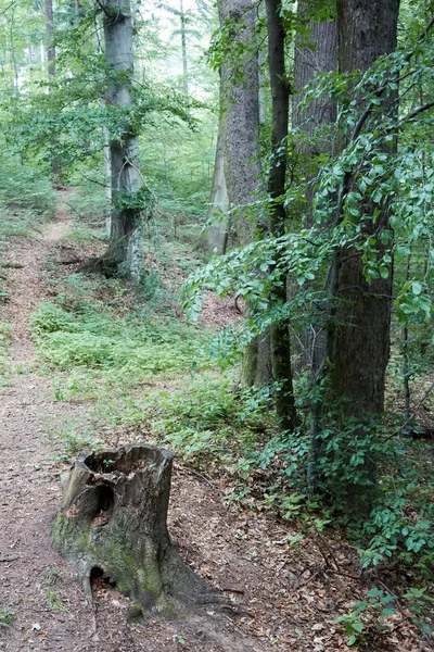 Floresta primitiva no Sudoeste da Polónia — Fotografia de Stock