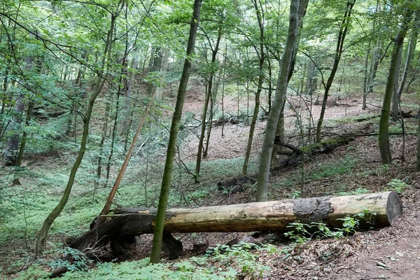 Güney Batı Polonya ilkel orman — Stok fotoğraf