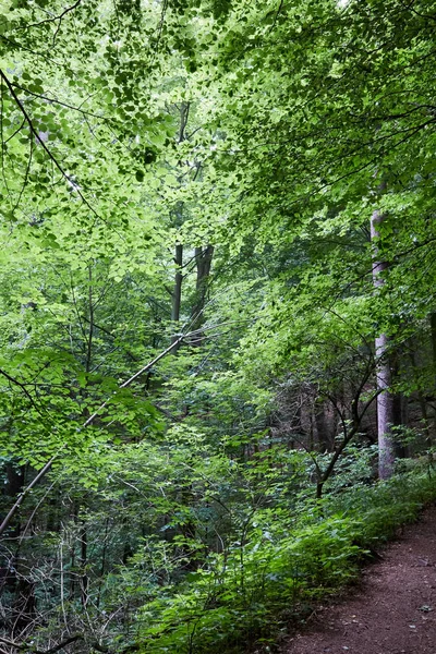 Urwald im Südwestpolen — Stockfoto