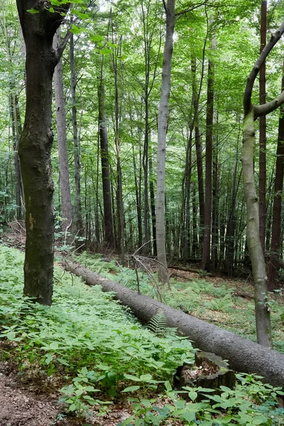 Floresta primitiva no Sudoeste da Polónia — Fotografia de Stock