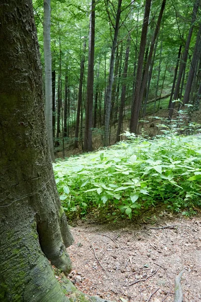 Αρχέγονο δάσος στην νότια Δυτική Πολωνία — Φωτογραφία Αρχείου