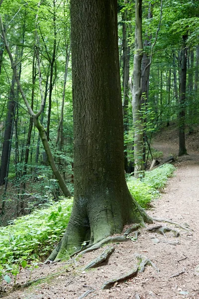 남쪽 서쪽 폴란드에 있는 태고의 숲 — 스톡 사진