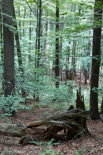 Urskogen i South West Polen — Stockfoto