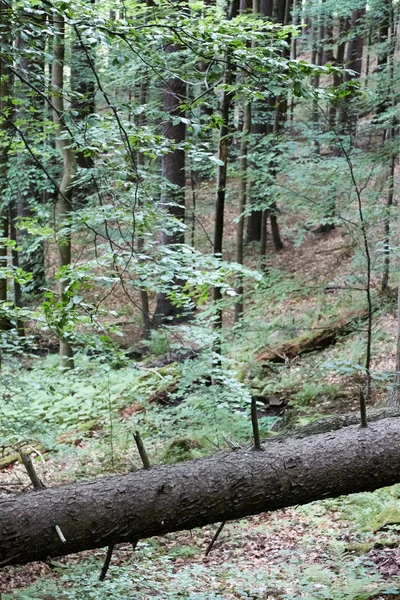 Bosque primitivo en el suroeste de Polonia —  Fotos de Stock