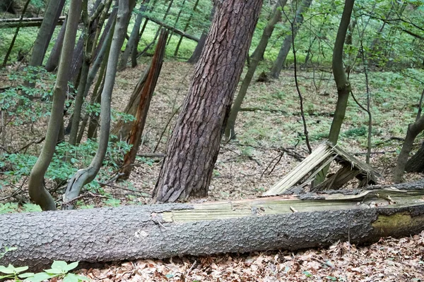 Umgestürzte Bäume in Buchenwald im Südwesten Polens — Stockfoto