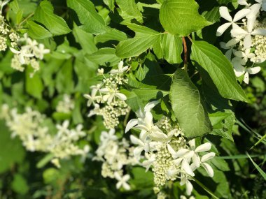 yoğun, yeşil sulak yeşillik güneybatı Polonya'da yakın çekim